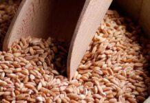 27 agosto Sagra del farro