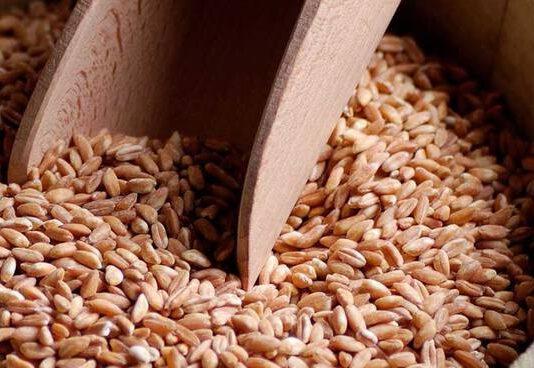 27 agosto Sagra del farro