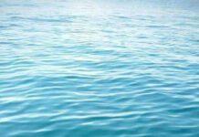 Calabria, cinghiale fa il bagno a mare