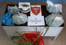 Coltivava canapa in casa, un arresto