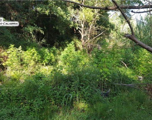 Sorpreso in piantagione di canapa indiana, arrestato 31enne