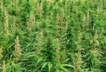 Scoperte due piantagioni di marijuana nel vibonese