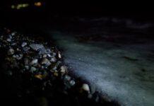 Calabria, prima schiusa in spiaggia: nascono 58 tartarughe caretta caretta