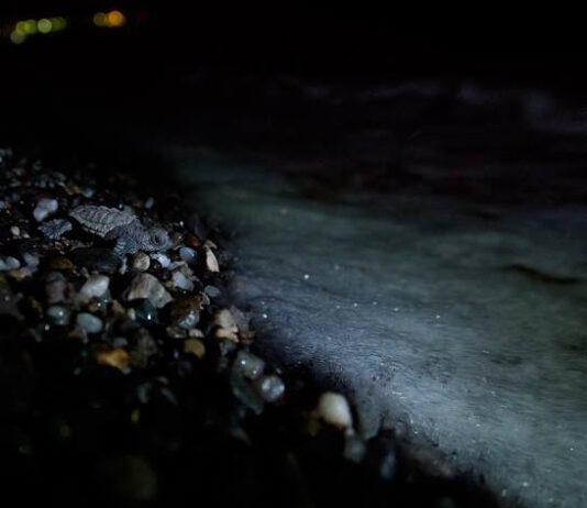 Calabria, prima schiusa in spiaggia: nascono 58 tartarughe caretta caretta