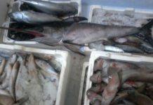 Vendita pesce cattivo stato, denunciato