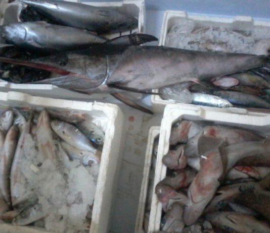 Vendita pesce cattivo stato, denunciato