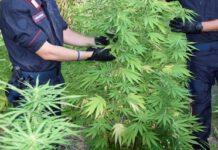 Sorpreso ad irrigare marijuana, arrestato 57enne