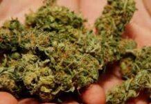 Trovato in casa con 13 kg di marijuana, un arresto a San Pietro di Caridà