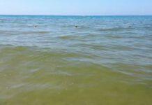 Calabria, Legambiente: in 18 punti mare inquinato