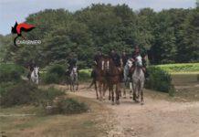 Carabinieri a cavallo scoprono piantagione di canapa a Seminara
