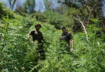 Scoperte nel vibonese 1756 piante