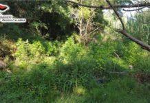 Scoperta piantagione di canapa a Fabrizia