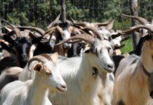 Fa pascolare 50 capre dentro il cimitero, denunciato pastore