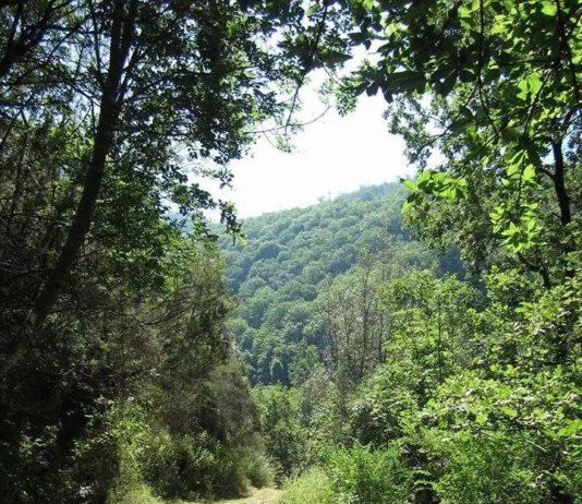 Campi di Volontariato nel Parco dell’Aspromonte