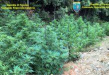 Scoperte 8 piantagioni di marijuana