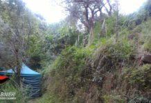 Scoperta piantagione di marijuana, un arresto