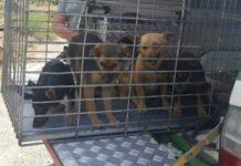 Sanzionato allevatore che maltrattava animali, scoperti cani malnutriti