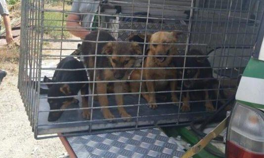 Sanzionato allevatore che maltrattava animali, scoperti cani malnutriti