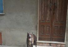 Rosarno- cane smarrito o abbandonato