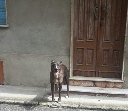 Rosarno- cane smarrito o abbandonato
