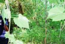 Scoperta piantagione di cannabis su terreno demaniale tra reggino e vibonese