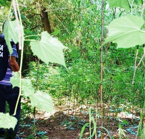 Scoperta piantagione di cannabis su terreno demaniale tra reggino e vibonese