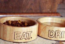 Mette due ciotole d’acqua fuori dal proprio negozio per consentire ai cani di bere: multato per occupazione di suolo pubblico e abuso edilizio.