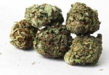 Trovati con un kg di marijuana, due arresti