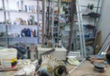 Falco gheppio ferito da cacciatori- Soccorso e portato in centro specializzato per le cure