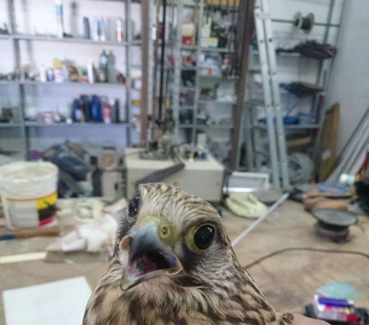 Falco gheppio ferito da cacciatori- Soccorso e portato in centro specializzato per le cure