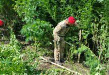 Scoperta piantagione di marijuana a Cittanova, due arresti