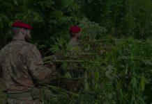 Piantagione di marijuana a Cittanova, il video