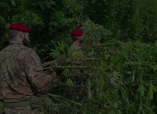 Piantagione di marijuana a Cittanova, il video