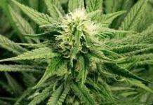 Sequestrati più di 3 kg di marijuana