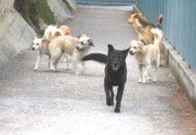 Randagismo in Calabria, nessuna prevenzione e contrasto