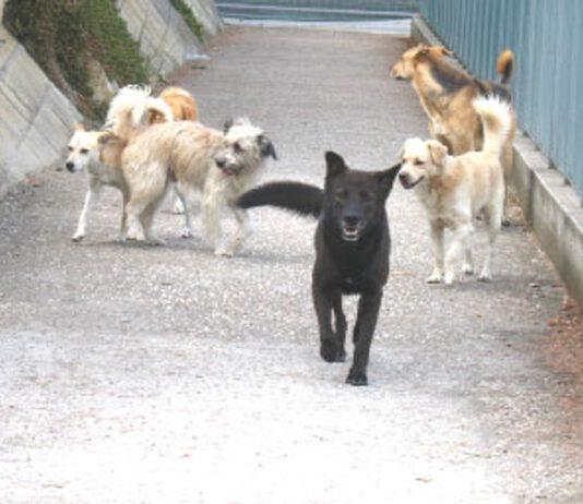 Randagismo in Calabria, nessuna prevenzione e contrasto