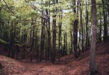 Disperso in montagna da 24 ore, avviate ricerche con elicottero