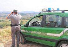 Taglia abusivamente 150 ulivi, sanzionato