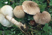 Donna salvata da avvelenamento da funghi