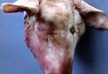 Intimidazione vice sindaco di Zambrone- recapitata testa di un capretto