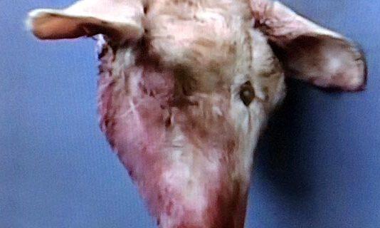 Intimidazione vice sindaco di Zambrone- recapitata testa di un capretto