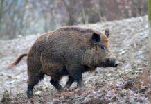 Caccia illegale, rinvenuti nascosti in fuoristrada due cinghiali abbattuti- tre denunce