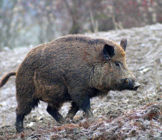 Caccia illegale, rinvenuti nascosti in fuoristrada due cinghiali abbattuti- tre denunce