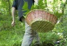 Dispersi due anziani in montagna- Erano andati a funghi
