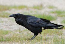 Sequestrati due esemplari di Corvo imperiale detenuti illegalmente