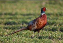 Vendeva uova di fagiano sul web, intascava soldi e scompariva