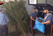 Operazione antidroga a Bagnara, il video