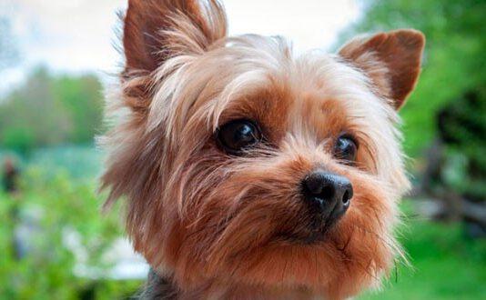 Donna si toglie vita insieme al suo cagnolino