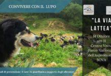 Convivere con il lupo: il Parco consegnerà ai pastori i cani da guardiania