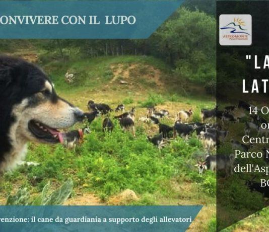 Convivere con il lupo: il Parco consegnerà ai pastori i cani da guardiania